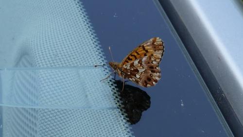 Boloria dia